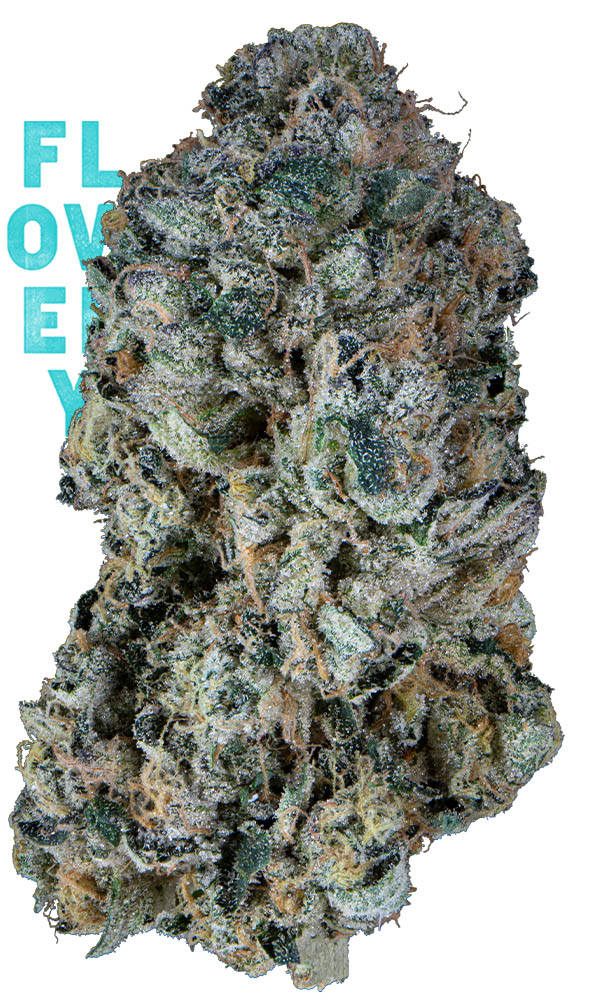 La Bomba Eighth The Flowery