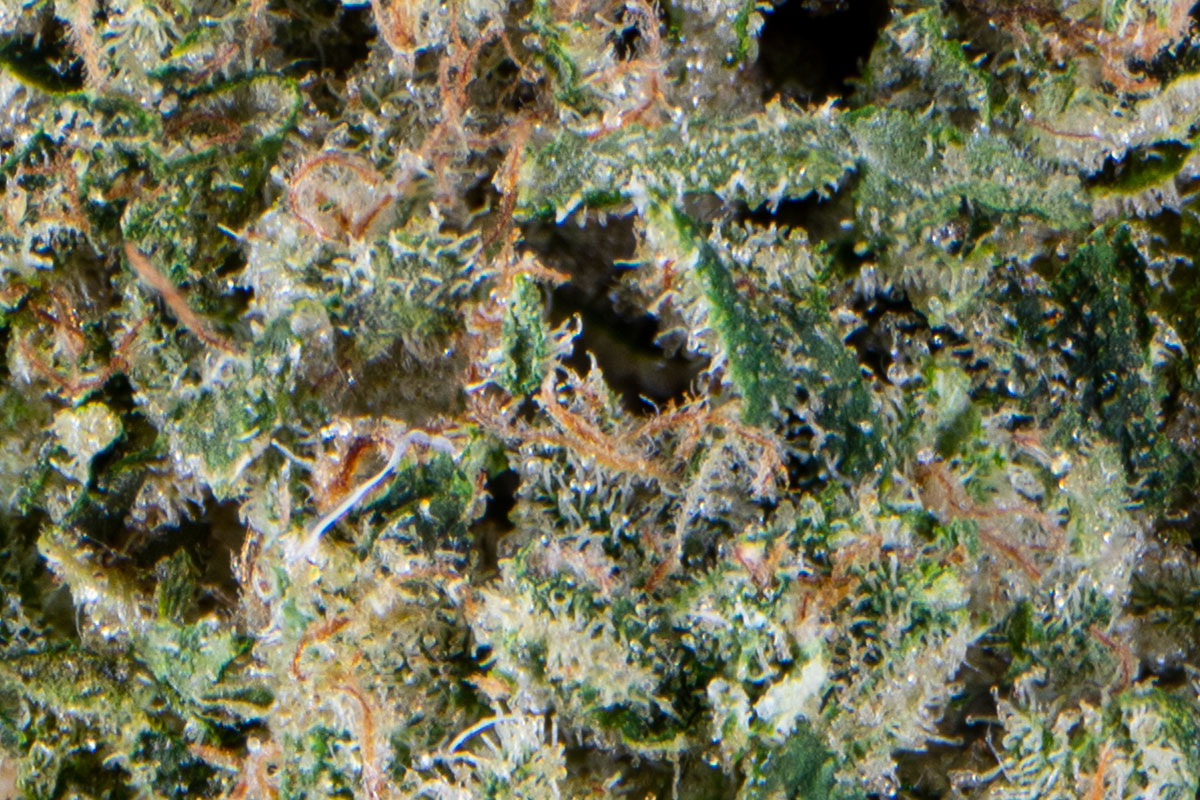 Waffle Cone Eighth The Flowery