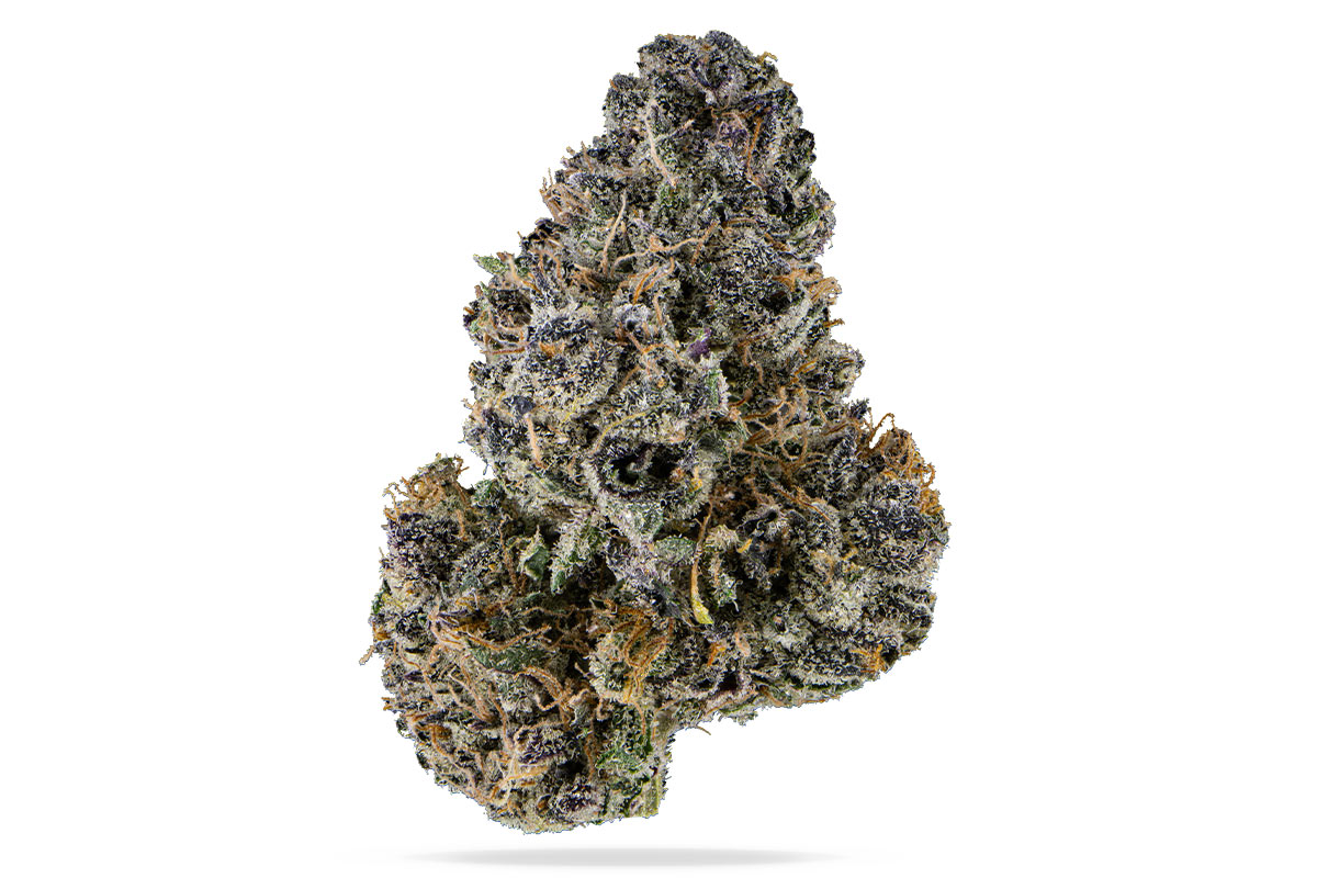 Mimosa Eighth - The Flowery Shop