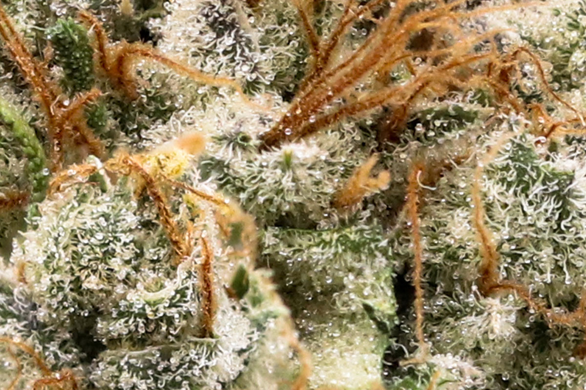 710 Labs 14g Grease Bucket 9 Flower The Flowery