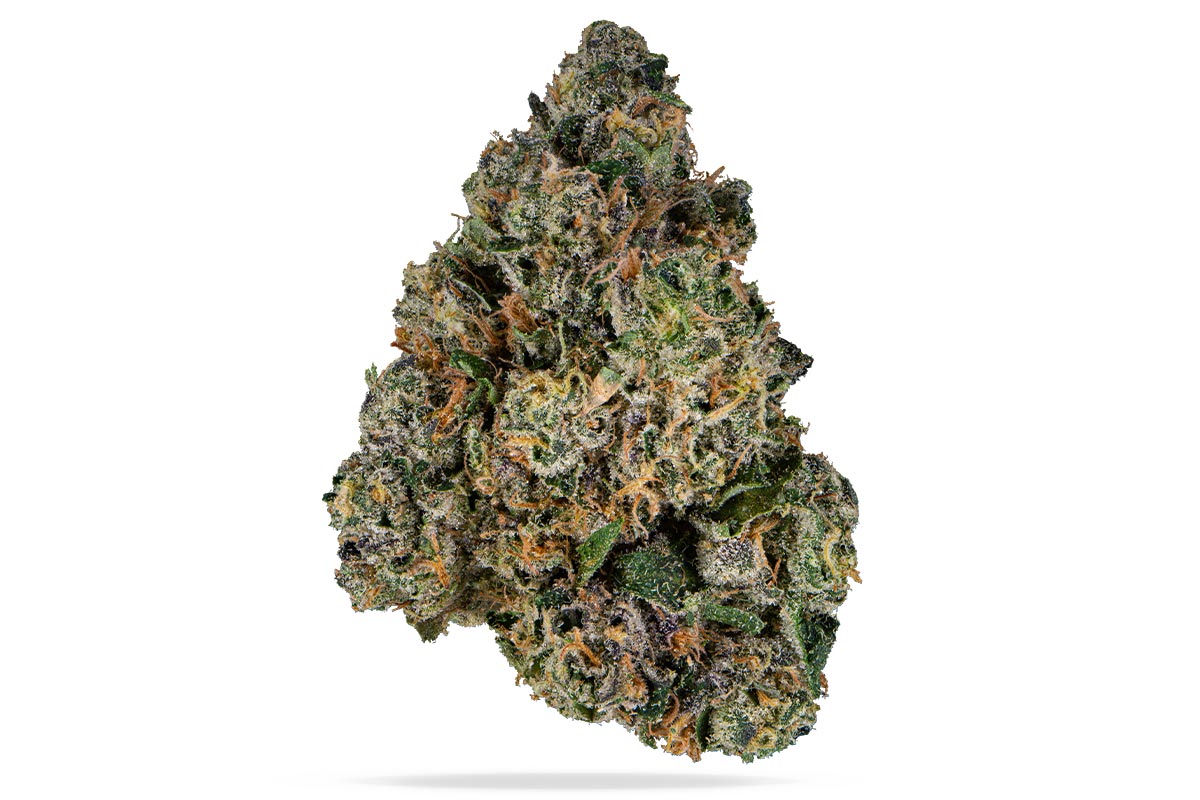 Sherbanger 22 combines Sunset Sherbet x Headbanger for bold indica-leaning effects at BayFarmz. THC around 21-24% delivers heavy relaxation with euphoric onset. Unique petrol candy and gassy sherbet terps make it a connoisseur standout.