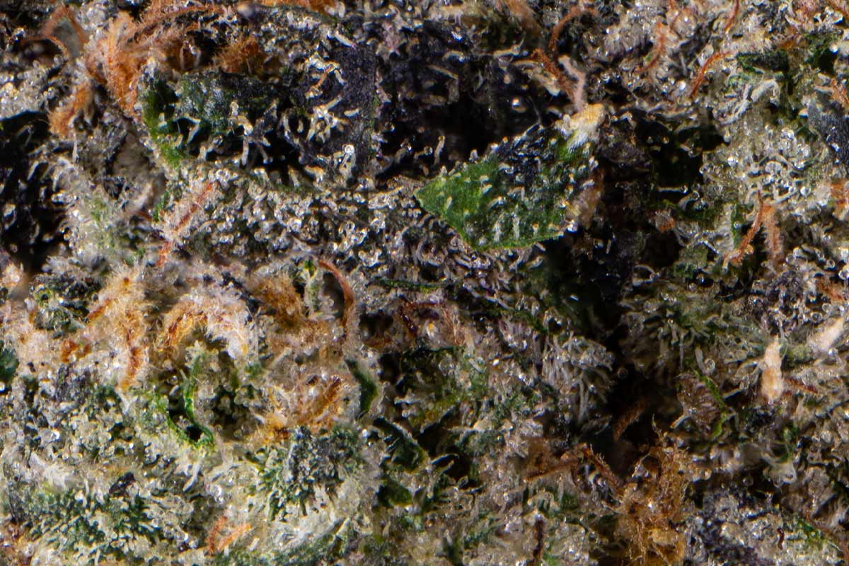 JEALOUSY 30th ANNIVERSARY Limited Editi… Jealousy Weed Strain Information | Leafly
