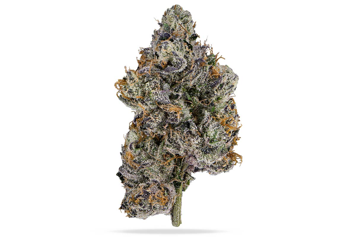 Lemon Cherry Gelato Eighth - The Flowery Shop