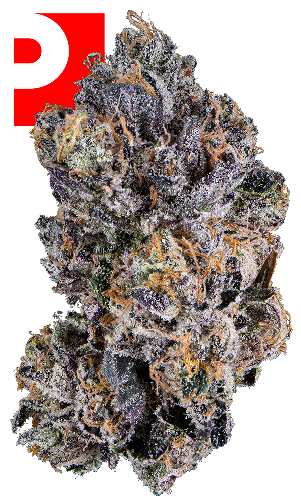 パクチー　15kg やさいバス/はつかいちスパイスシリーズ パクチー