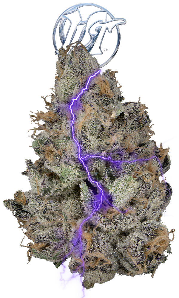 Black Magic Eighth - The Flowery Shop