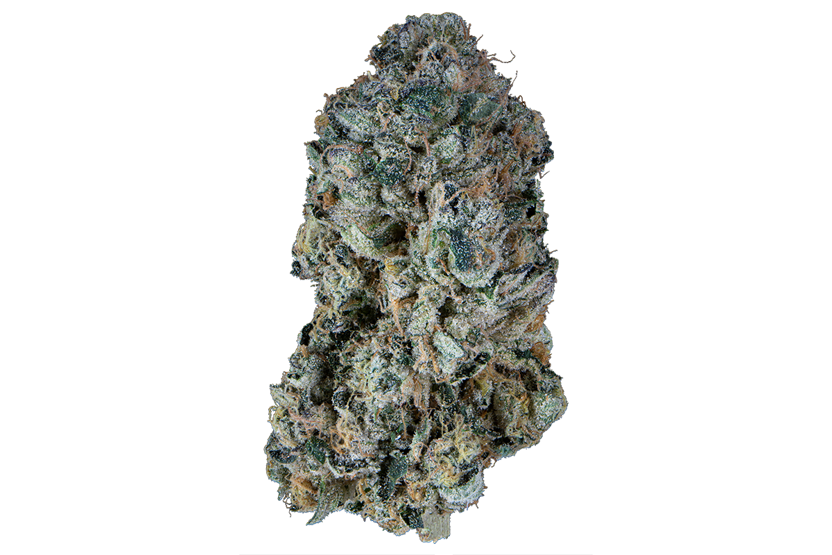 La Bomba Eighth - The Flowery Shop