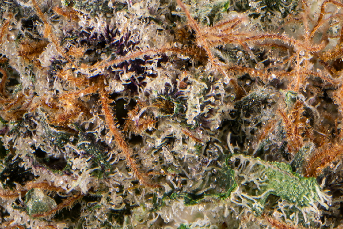 ロッド D-JOKER & ERUZA#8 JOKERZ EIGHTH - The Flowery Shop