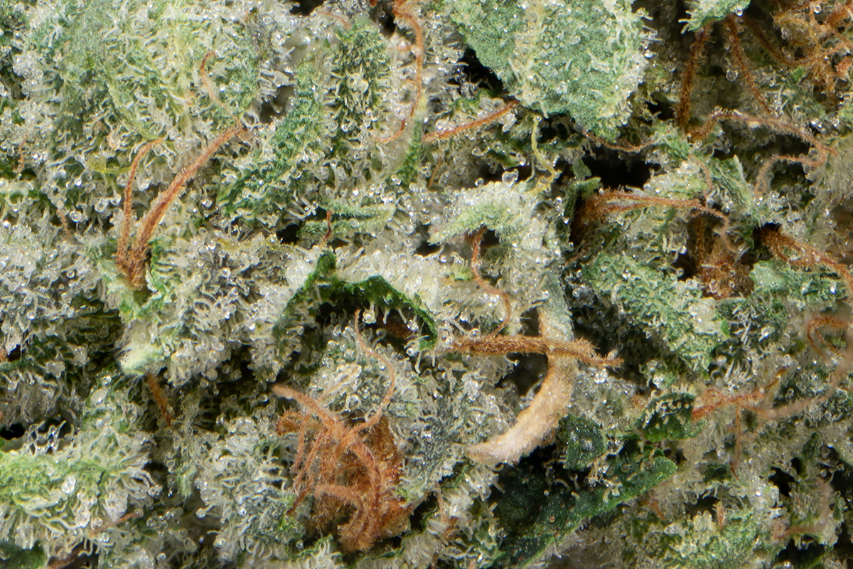 Zeorgia Eighth - The Flowery Shop