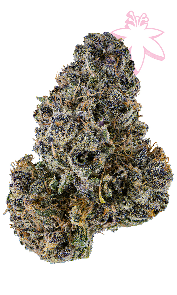 Mimosa Eighth - The Flowery Shop