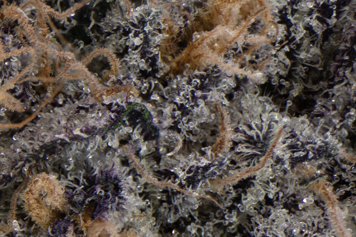 SD Mega Z Dark Eighth - The Flowery Shop