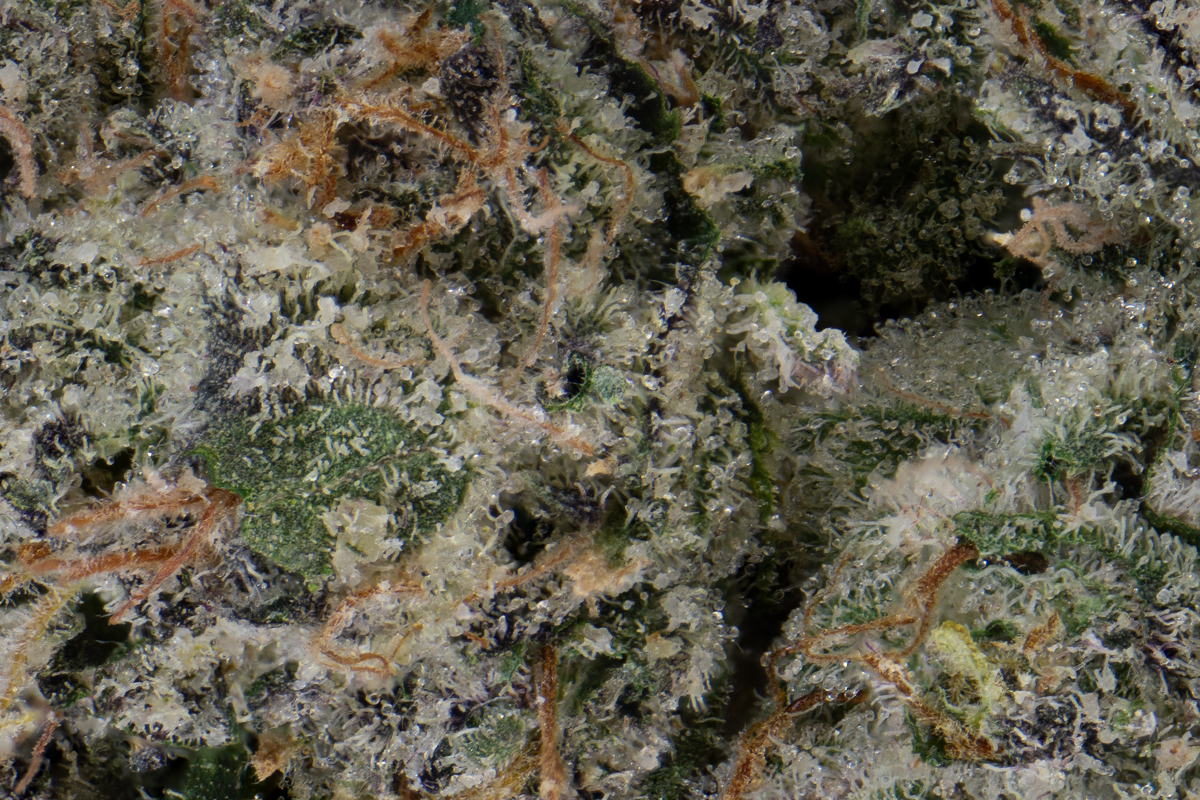 SD Cherry Popperz Eighth - The Flowery Shop