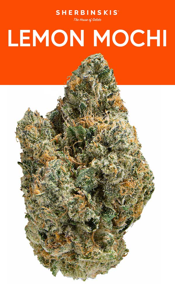 Lemon Mochi Eighth - The Flowery Shop