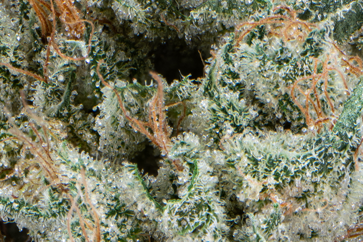 CBD 