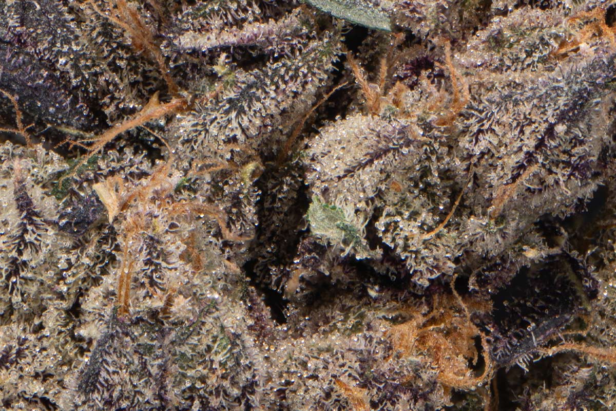 710 Labs 3.5g - California Black Roze #2 Flower - The Flowery Shop