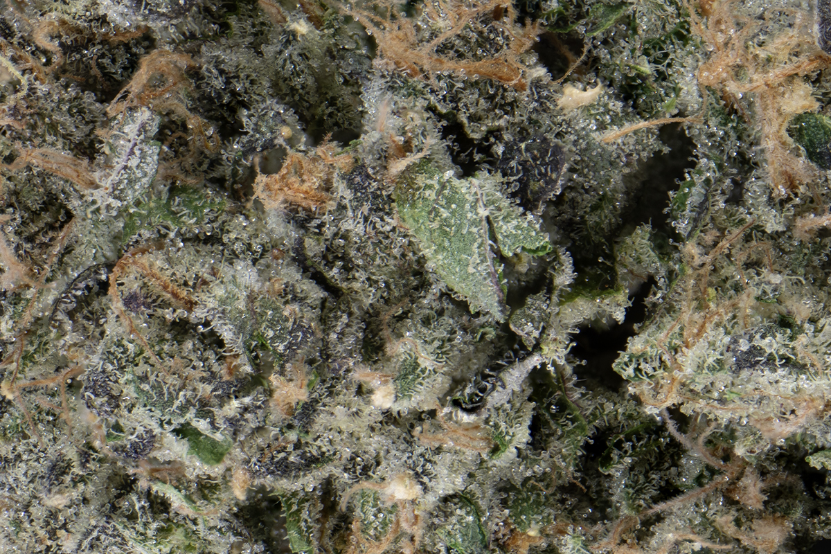SD_Mega-Z-Red_8_MACRO.jpg