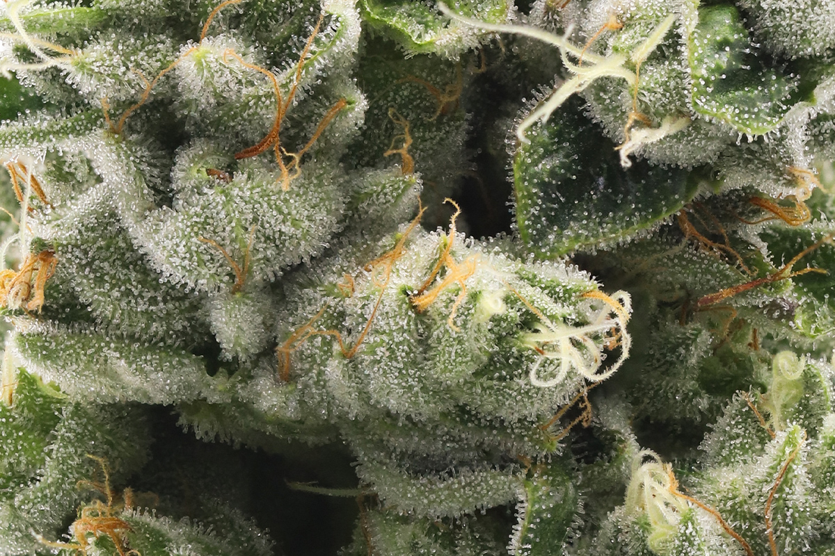710 Labs 14g Flower - The Sweeties #7 - The Flowery Shop