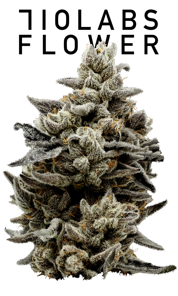 シ*ン様 RANDY 29 シ*ン様 RANDY 29