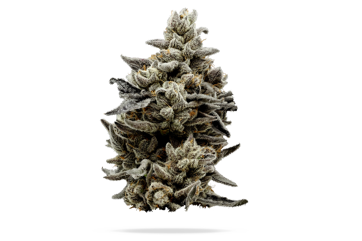 710 Labs 14g Flower - Randy Watzon #13 - The Flowery Shop