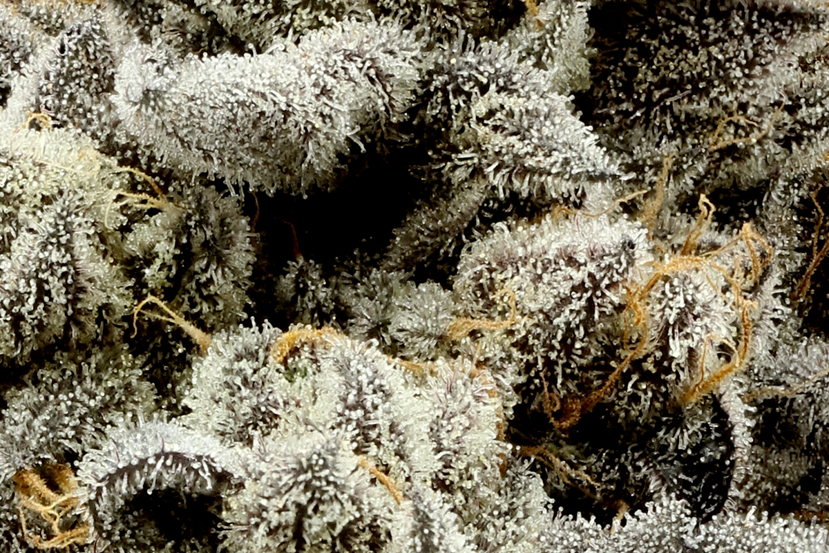 シ*ン様 RANDY 29 Randy Stoltz - NCCHC Resources