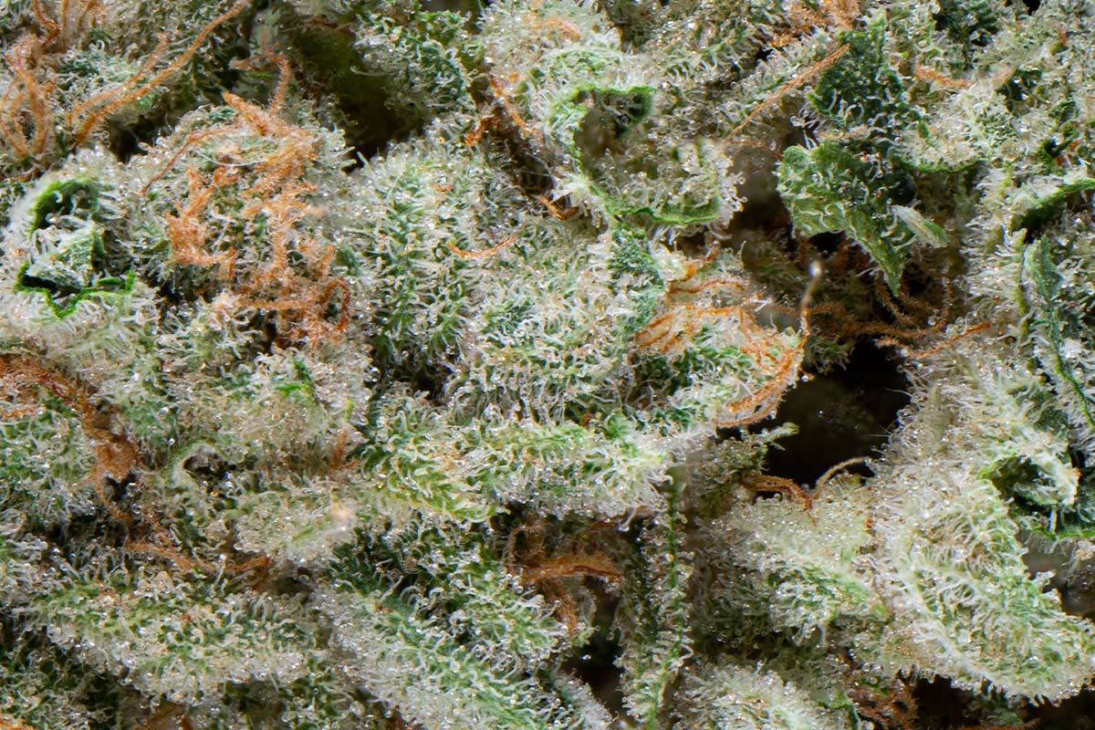 710 Labs 14g Flower- Rainbow Belts - The Flowery Shop