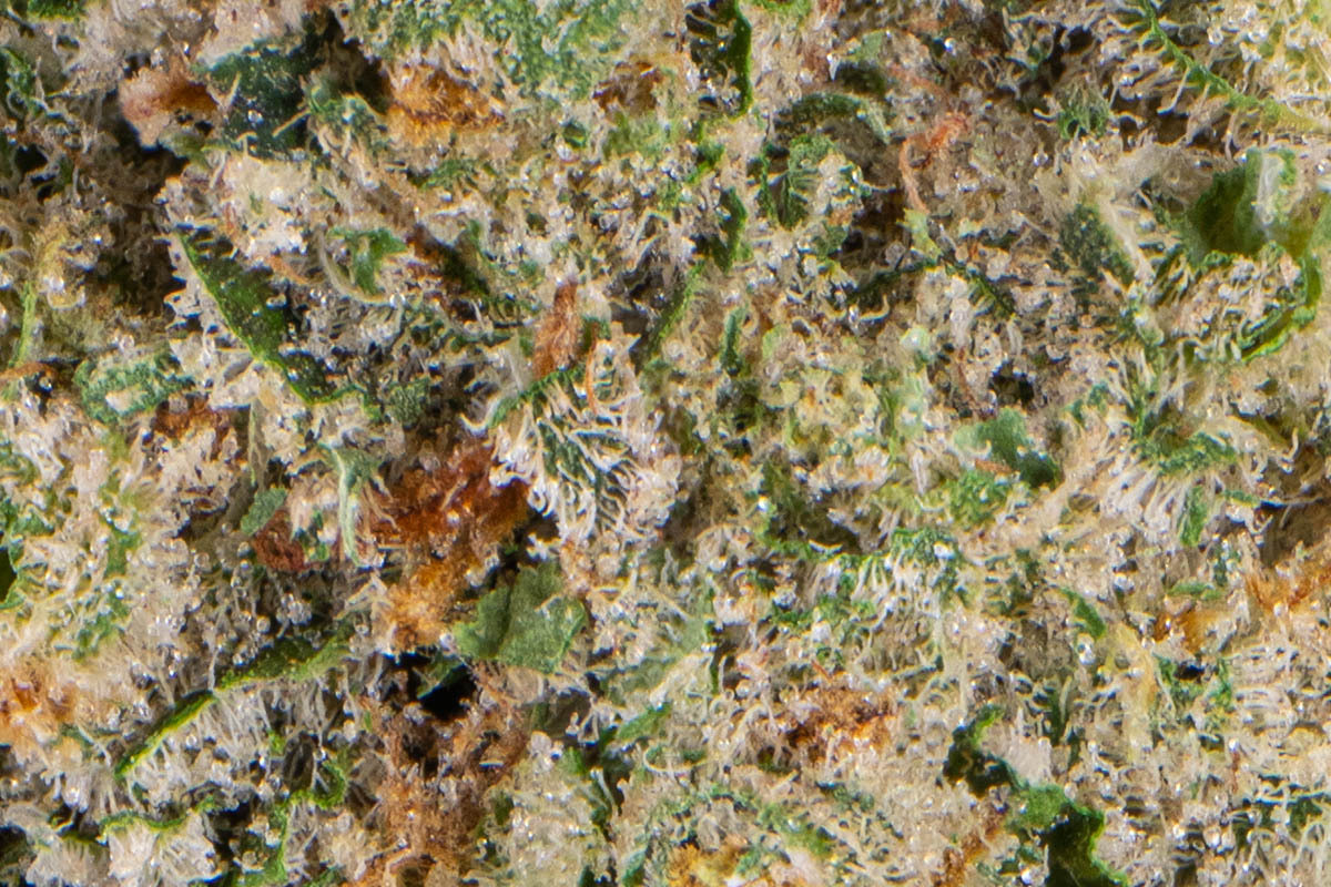 【Sativa】 Jack Herer 1ml CBD 04 Jack Herer® Feminized Seeds - Sensi Seeds