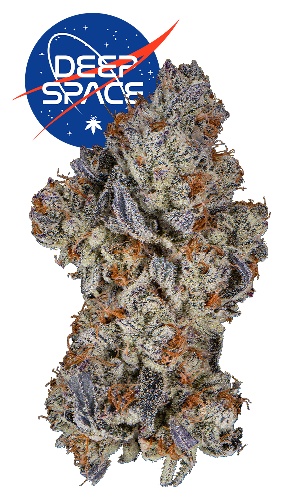 Deep Space #6 Eighth (Glass Jar) - The Flowery Shop