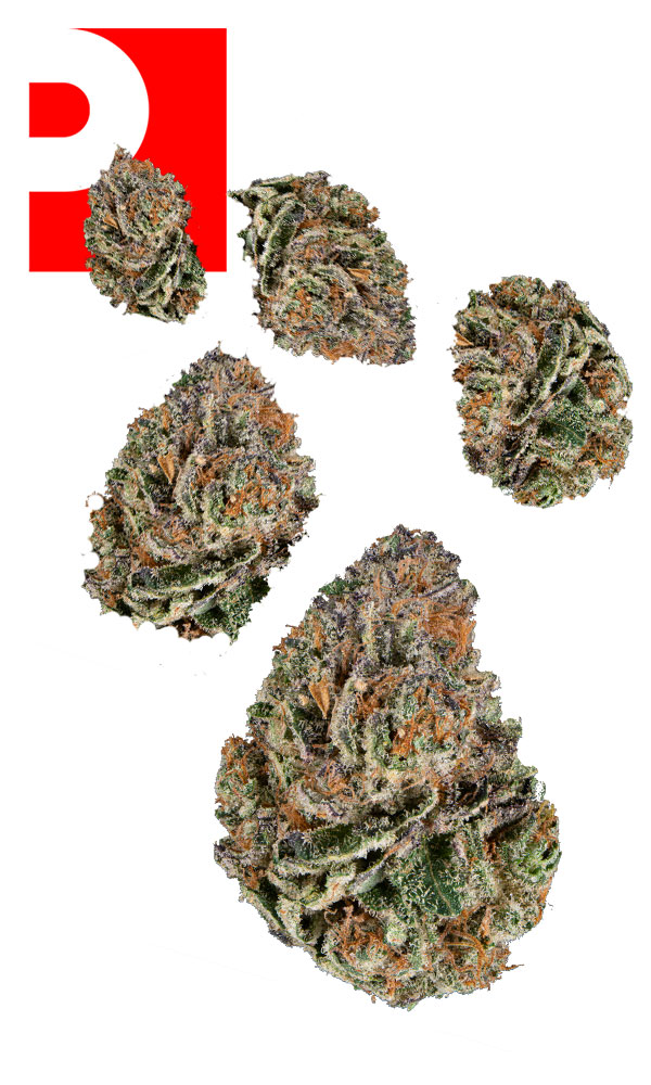 Lemon Tree 7g Juniors - The Flowery Shop