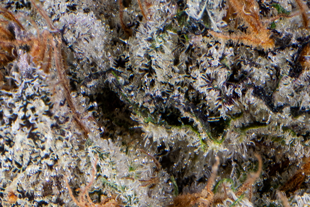 Lemontree-macro.jpg