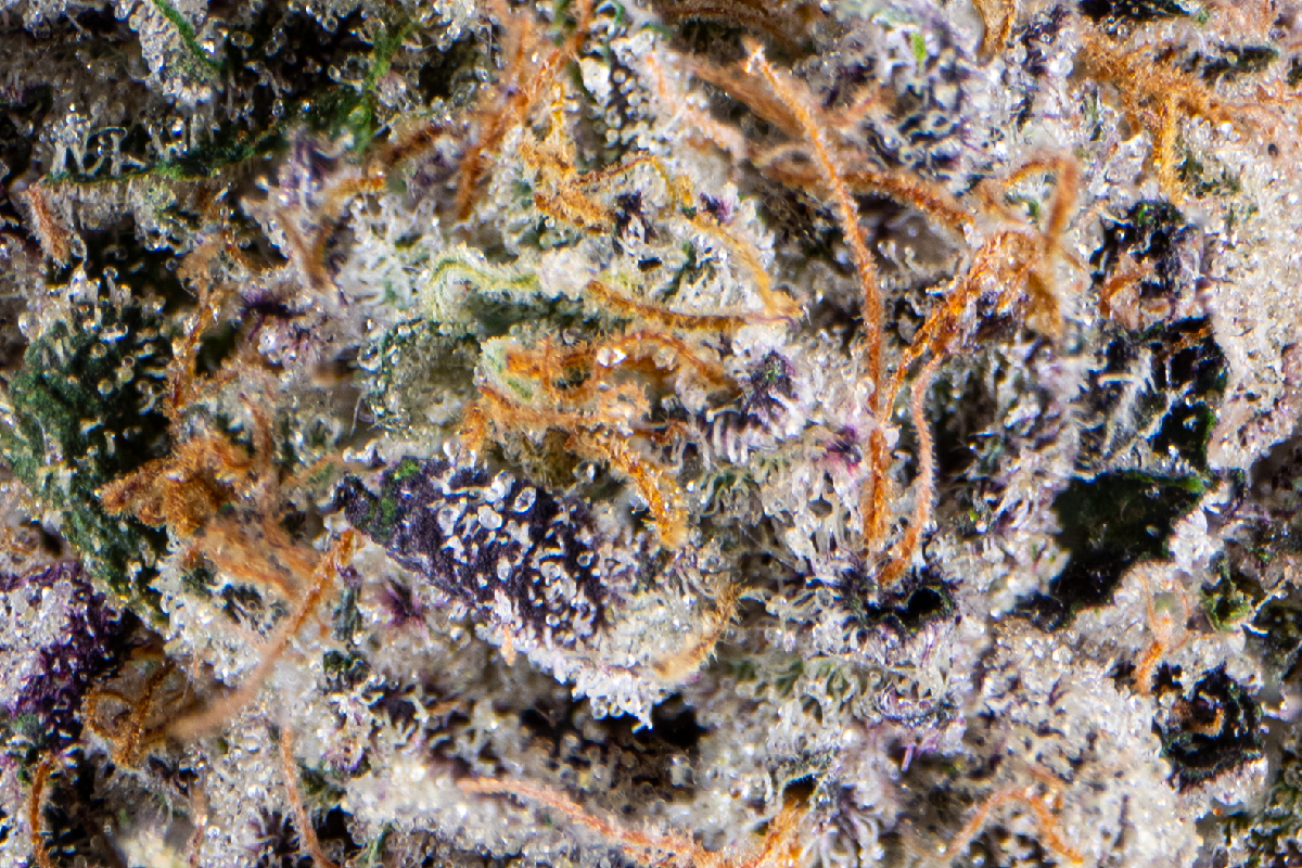 Znackz Eighth - The Flowery Shop