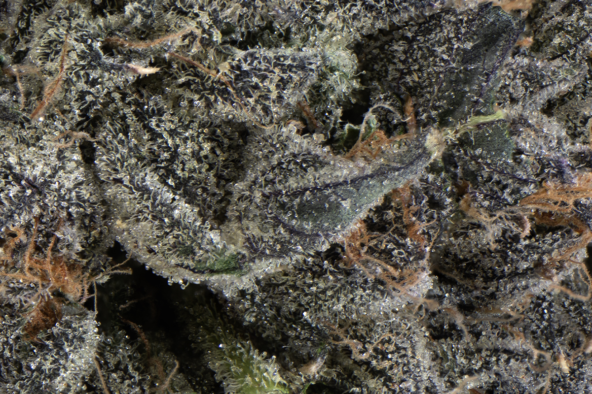 Zmokers Club Eighth - The Flowery Shop