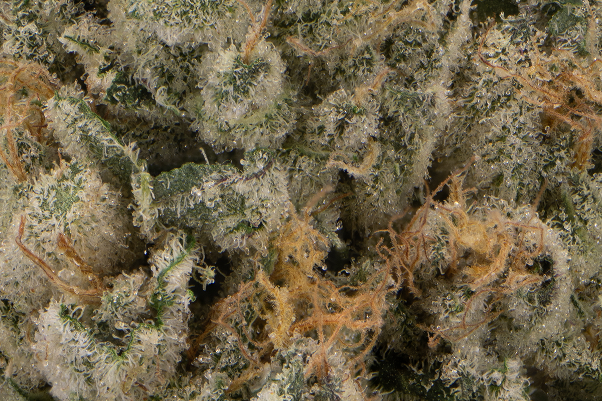 Gridlock Eighth (Glass Jar) - The Flowery Shop