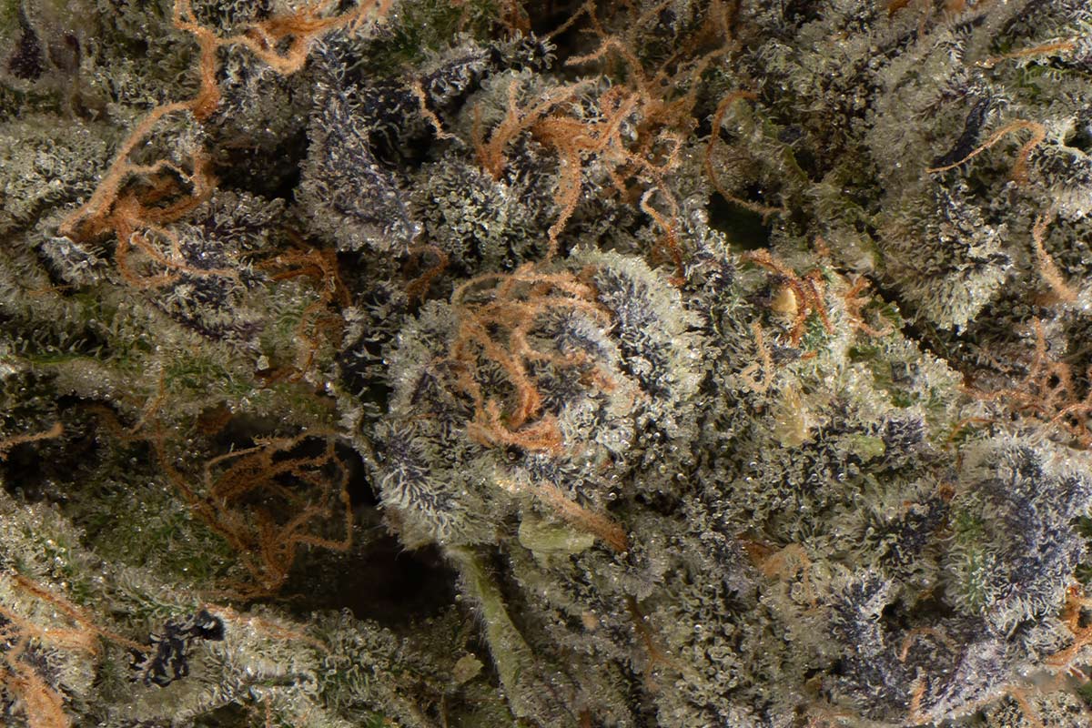 710 Labs 14g Flower - Gorilla Runtz #25 - The Flowery Shop