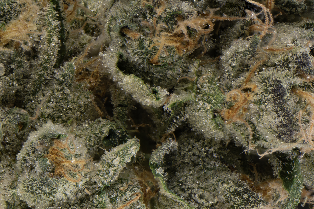 New Yorker Eighth - The Flowery Shop