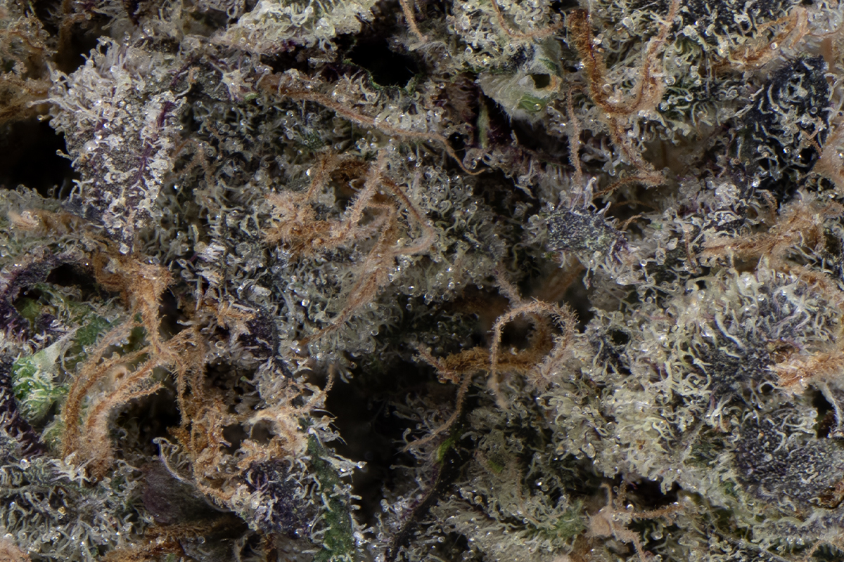 SD Bubblegum Popperz Eighth - The Flowery Shop