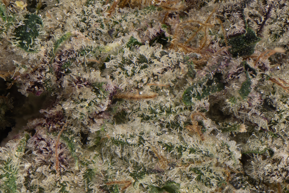 Znackz x Lazer Gun #20 Eighth - The Flowery Shop