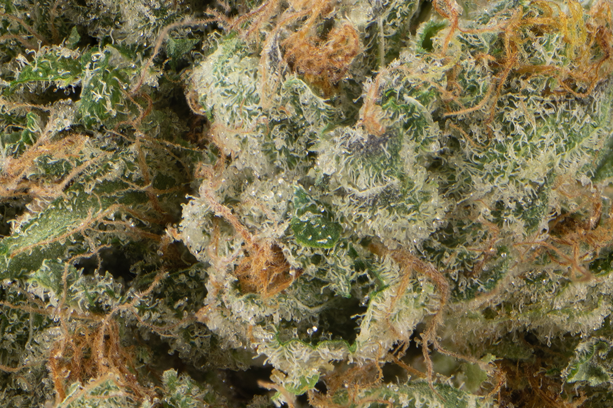 Orange Z Eighth - The Flowery Shop