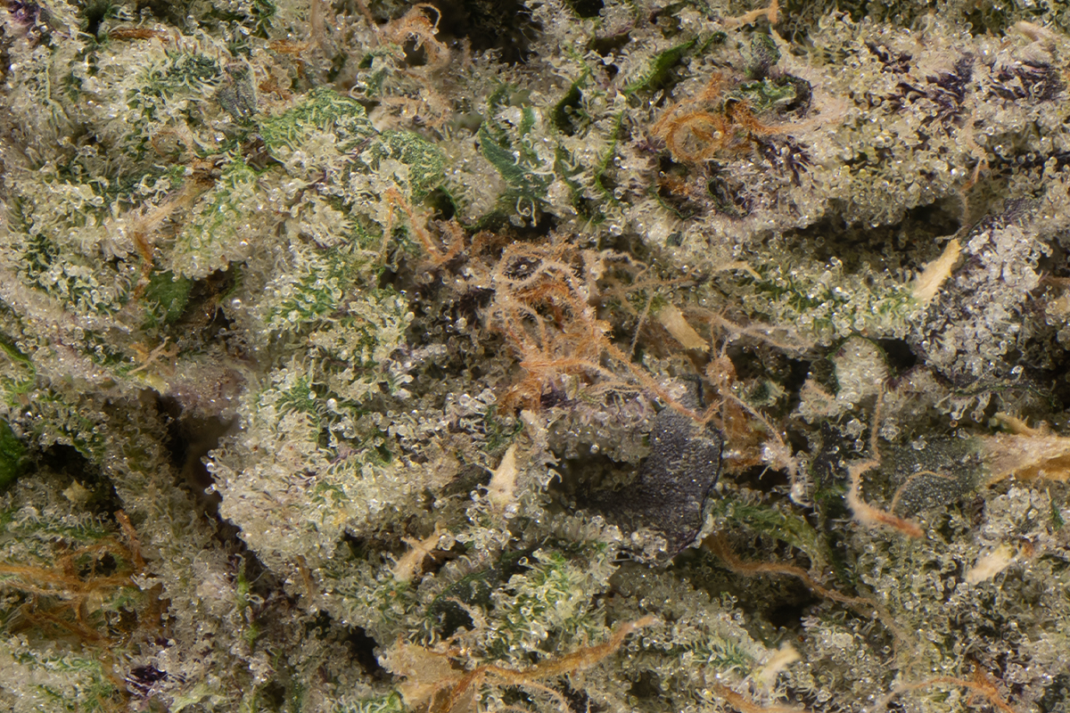 Jungle Juice Eighth (Glass Jars) - The Flowery Shop