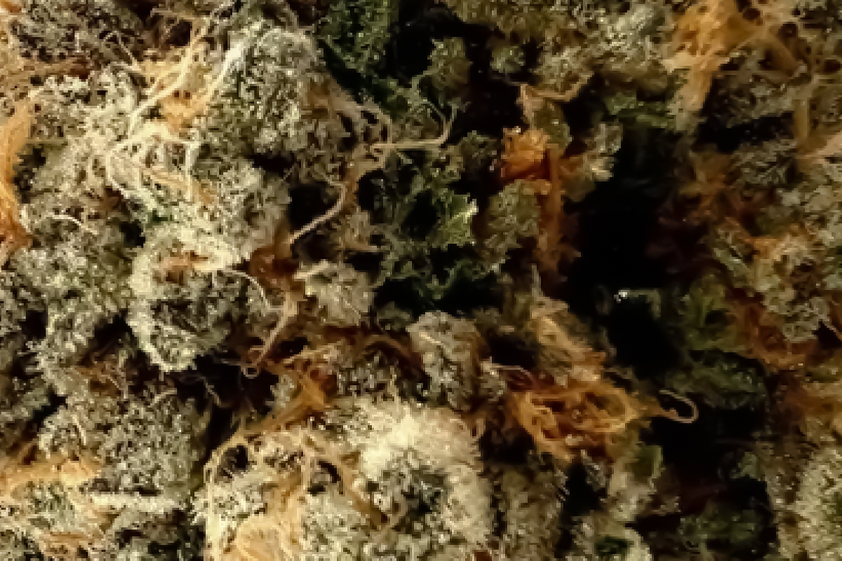 710 Labs 14g Persy Flower - Z Pie #9 - The Flowery Shop