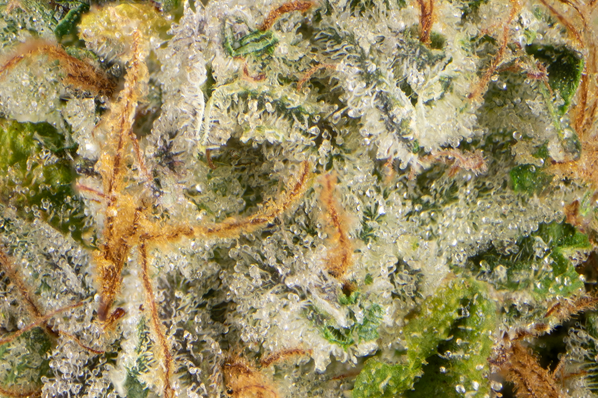 Nirvana #6 Eighth - The Flowery Shop
